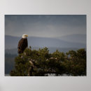 Search for maturity art Eagle