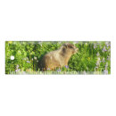 Search for marmot office supplies cute