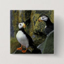 Search for two animals badges Sea