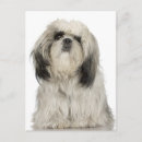 Search for terrier puppy postcards Animal