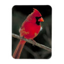 Search for cardinal bird magnets Redbird