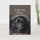 Search for time pet supplies Sympathy