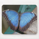 Search for blue morpho mouse mats Insects