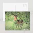 Search for impala postcards Safari