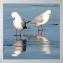 Search for birdlife Photography