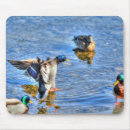Search for drake mouse mats Wildlife