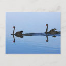 Search for new zealand birds postcards Nature