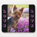 Search for yorkies electronics Puppies