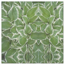 Search for hosta Plant