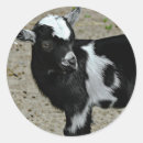Search for white goat stickers Cute