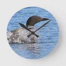 Search for loon clocks Birds