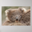 Search for koala bear posters Photography