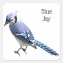 Search for jay stickers Wildlife
