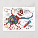 Search for neuron postcards Cell