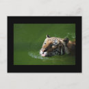 Search for bengal cats postcards Big