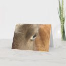Search for filly photography Blue