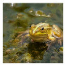 Search for frog painting posters Green
