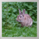 Search for cute rabbits posters Photography