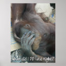 Search for orangutan posters Animals