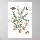 Search for large butterfly posters White