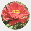 Search for zinnias stickers Photography
