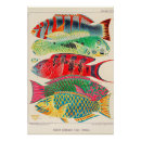 Search for great barrier reef posters Australia