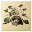 Search for bird nest tiles Eggs