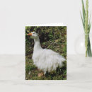 Search for poultry cards White