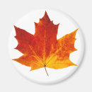 Search for red maple magnets Leaf
