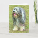 Search for bearded collie cards Cute