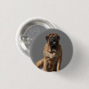 Search for mastiffs accessories For him