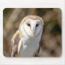 Search for the barn owl electronics Birds of prey