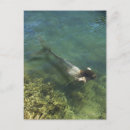 Search for fish swimming postcards High angle view