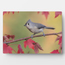 Search for tufted Bird