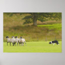 Search for sheepdog posters Herding