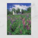 Search for new church postcards Lupine