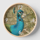 Search for blue peacock photography Peafowl