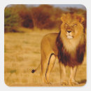 Search for lions mane stickers Male