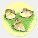 Search for mallard duck stickers Ducklings
