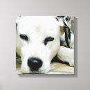 Search for dalmatian dog canvas prints Dalmation