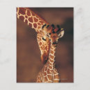Search for two giraffe postcards Close up