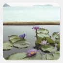 Search for lily pad stickers Lake