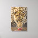 Search for kruger national park posters Nature