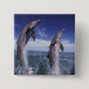 Search for splash badges Marine life