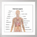 Search for internal organs posters Chart