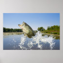Search for jumping fish posters Fishing
