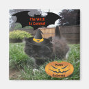 Search for black cat magnets Bat