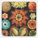 Search for aquatic life stickers Ernst haeckel
