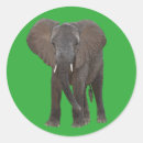 Search for african elephant stickers Safari