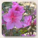 Search for azalea barware Botanical